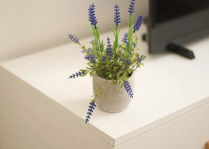 T2 lumineux et cosy idéalement situé Appartement Lourdes